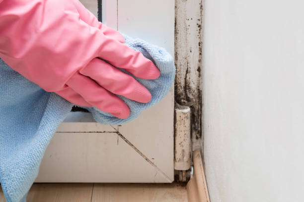 Why You Should Choose Our Mold Remediation Services in Columbus, MS